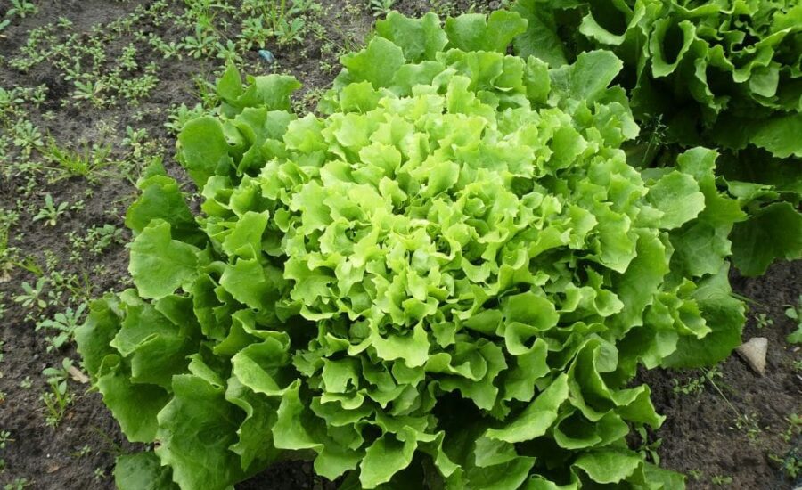 pianta di indivia scarola